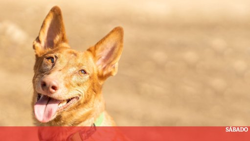 A valorização das raças de cães portuguesas como património nacional