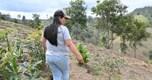Damnificados por avalancha en Rosas, Cauca, reciben tierras para su reubicación definitiva