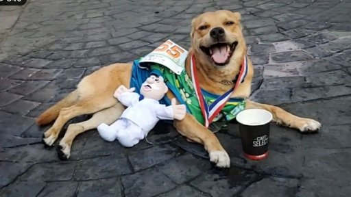 Muerte de 'El Chicles', icónico perro maratonista, genera conmoción y una investigación por crueldad animal