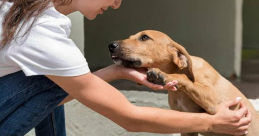 El perro que ‘robó’ un peluche y se ganó el corazón de las redes sociales