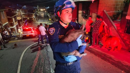 Bomberos rescatan tres perritas de incendio en Rionegro; una permanece en estado delicado