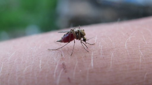 Aumento de Doenças Transmitidas por Mosquitos Expõe Lacunas Terapêuticas