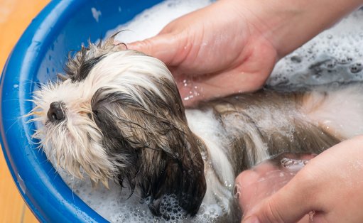 Cuidados Práticos com Cães: Higiene e Rotinas Diárias