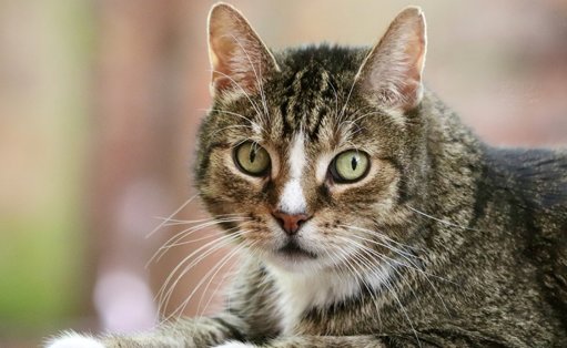 Portrait de Races Félines : L'Européen, le Maine Coon et le Siamois