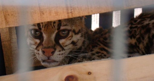 Acto de Civismo en Huila: Ciudadanos Rescatan a una Tigrilla Desnutrida en Plena Carretera