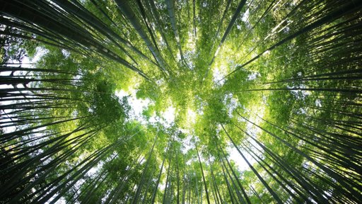 Parlamento Aprova Plano Floresta 2050 e Medidas de Apoio Pós-Incêndios