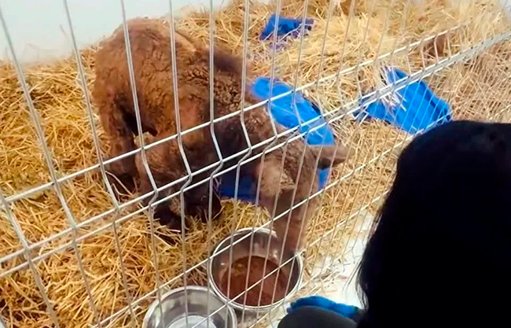 La osa Mina muestra mejoría en su salud tras rescate de La Pastora