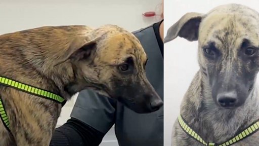 Judicialización del agresor del perro ‘Bizcocho’ genera debate sobre maltrato animal en Colombia