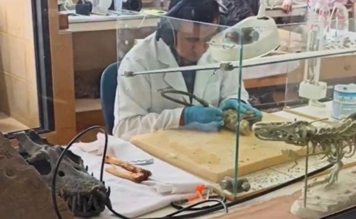 Descubren en Colombia el fósil del pliosaurio más antiguo del país