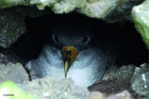 Campanha "SOS Cagarro" nos Açores Salva Mais de 100.000 Aves Marinhas
