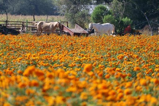 La Tradición del Cempasúchil Florece en Jesús María, Aguascalientes