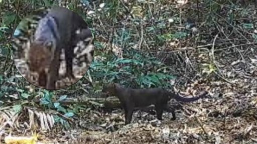 Avistamiento de Jaguarundí en Itagüí Confirma Éxito de Estrategias de Conservación