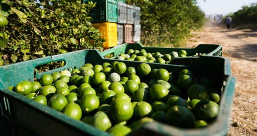 Asesinan a empresario citrícola en Veracruz; se suma a la violencia contra el sector