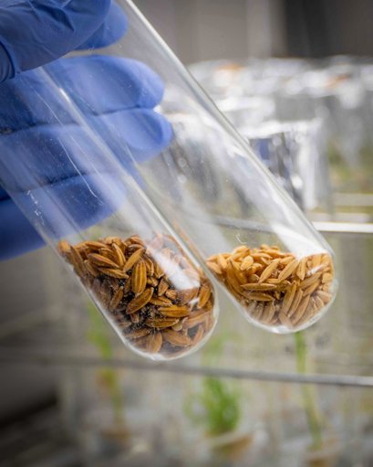 Investigação portuguesa desenvolve novas ferramentas genéticas para certificação do arroz