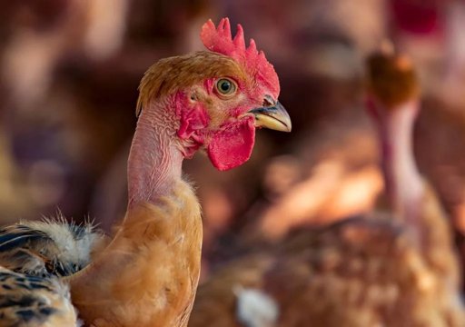 Tribunal Rejeita Providência Cautelar do Pingo Doce contra Associação Frente Animal