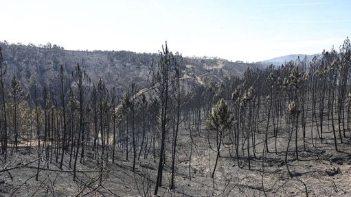 Crise Climática na Europa: Incêndios e Seca Atingem Níveis Recorde
