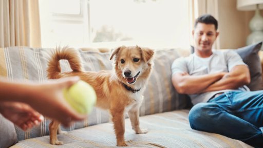 Estudo Revela Paralelos entre Vício em Brinquedos em Cães e Dependências Humanas