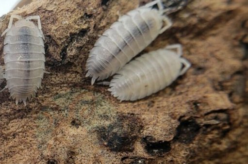 Descoberta nova espécie de bicho-de-conta em Portugal