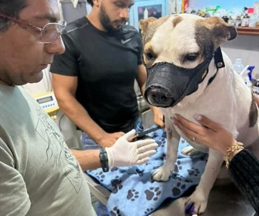 Comunidad se une para salvar a 'Manchas', el icónico perro callejero de Cuernavaca