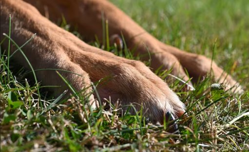 Rescate de 13 mascotas en San Diego revela drama del acaparamiento de animales