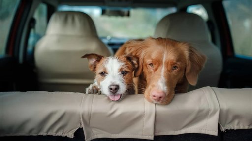 Governo Lança Apoio Inédito para Custos Veterinários e Alimentação de Animais de Companhia