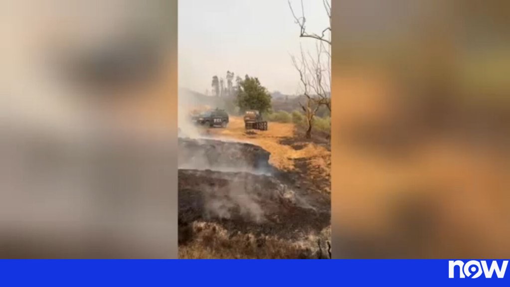 Heróis de Quatro Patas: O Resgate de Animais nos Incêndios Florestais