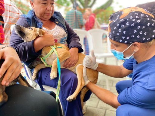 Antioquia lanza ambicioso programa de esterilización para más de 23.000 mascotas