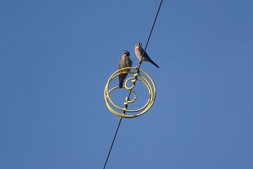 Innovador piloto en La Guajira protege al flamenco rosado con participación Wayuu