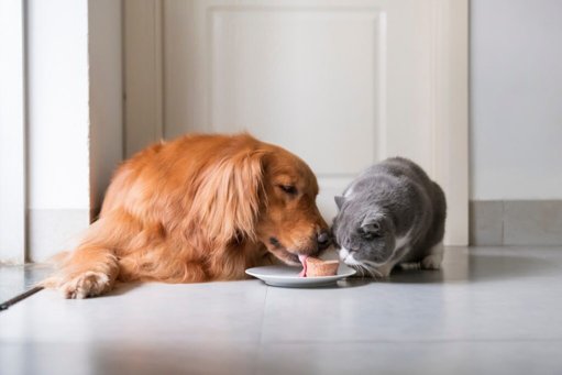 Governo anuncia investimento de 14,5 milhões de euros para o bem-estar animal em 2025