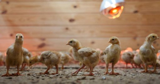 Alerta de Gripe Aviária Leva ao Confinamento de Aves em 14 Distritos