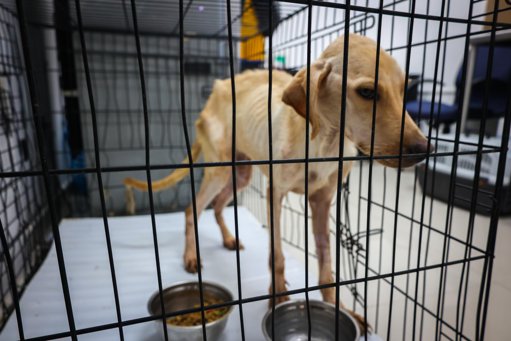 Polémica por maltrato animal en Santa Catarina escala a conflicto político y social