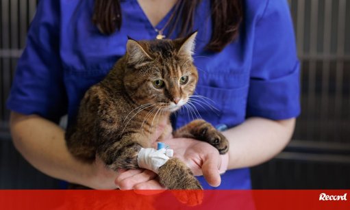 A Importância dos Primeiros Socorros para Animais de Companhia