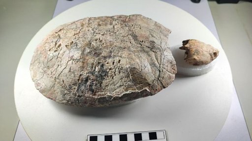 Nace una estrella paleontológica: el fósil 'Shakiremys colombiana' se vuelve viral