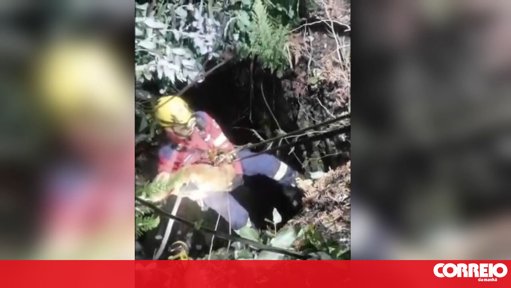 Bombeiros de Gondomar Resgatam Cão de Poço em Operação Técnica
