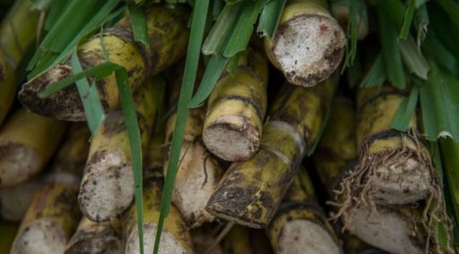 Gobierno Mexicano Actualiza Aranceles al Azúcar para Proteger al Sector, pero Productores Advierten que es Insuficiente