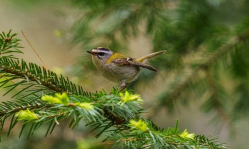 El Valle del Cauca se consolida como 'Ciudad de las Aves' y sede de la Feria Sudamericana 2027