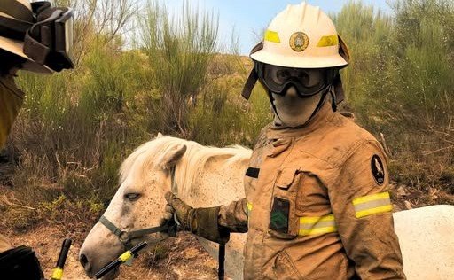 GNR resgata cavalo de incêndio em Ponte da Barca num gesto de compaixão