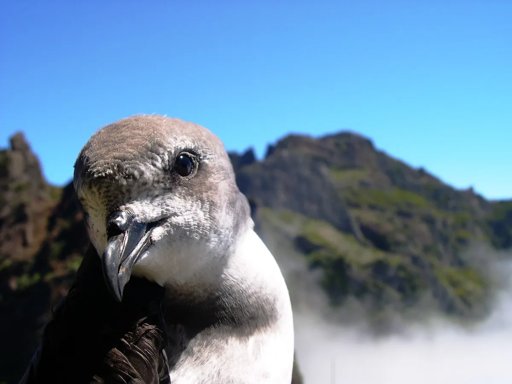 Apagão na Madeira a 27 de Setembro para Proteger Aves Marinhas Ameaçadas