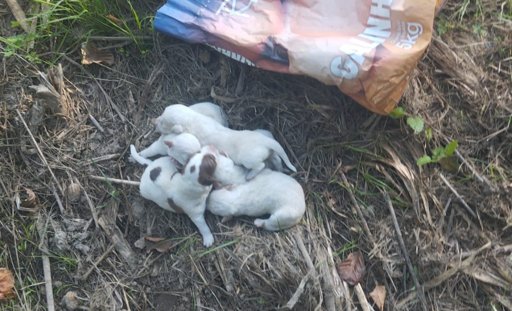 Cães recém-nascidos abandonados dentro de um saco em Ponte de Lima