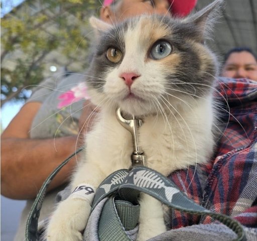 Campaña de esterilización en Ciudad Juárez atiende a más de 7,000 mascotas en 2025