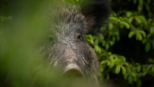 Peste Suína Africana na Catalunha Desencadeia Resposta da UE e Preocupações Económicas