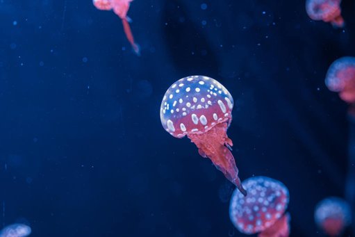 Medusas e anémonas-do-mar revelam sono semelhante ao humano e a sua função primordial