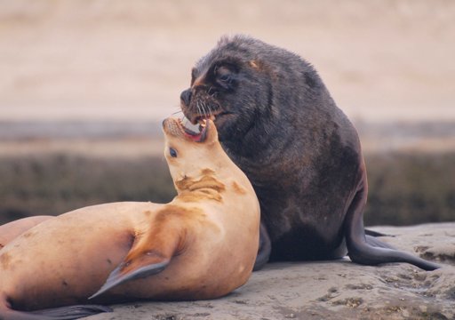 Leite de foca revela complexidade molecular superior à do leite humano