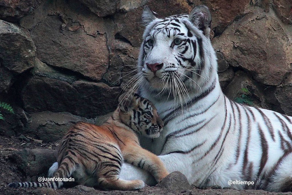 Fallecimiento de la tigresa Indira en el Zoológico de Cali