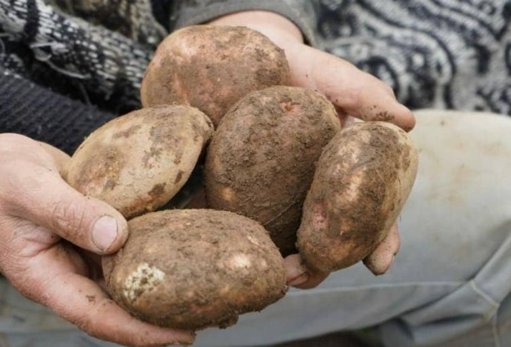 'Papatón' solidaria en Bucaramanga logra la venta de más de 3.000 bultos de papa