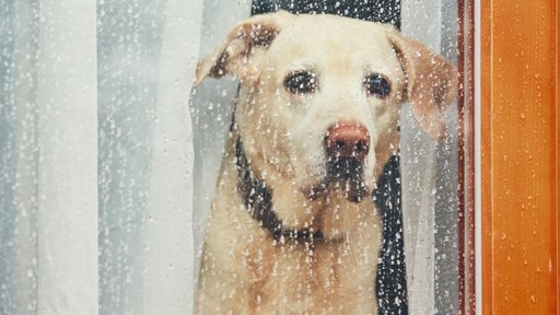 A Saúde Mental dos Animais de Estimação: Especialista Alerta para Sinais de Depressão e Ansiedade