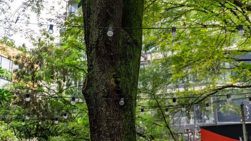 Traslado de Árboles para la Feria de Cali Genera Rechazo Ciudadano