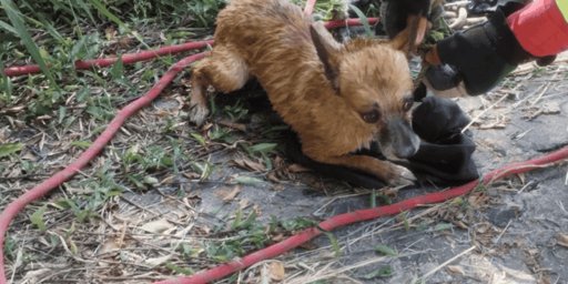 Bomberos de Guadalajara Rescatan a Perrito Atrapado en Vaso Regulador