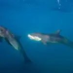 Delfines en Santa Marta aprenden a recoger basura del mar por iniciativa propia