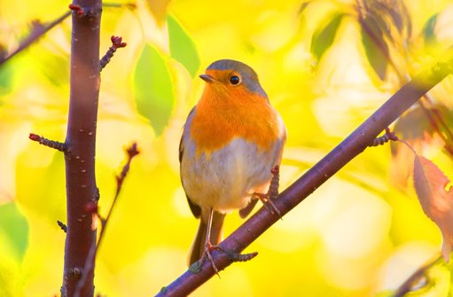 La prédation des chats sur les oiseaux et les mesures de protection